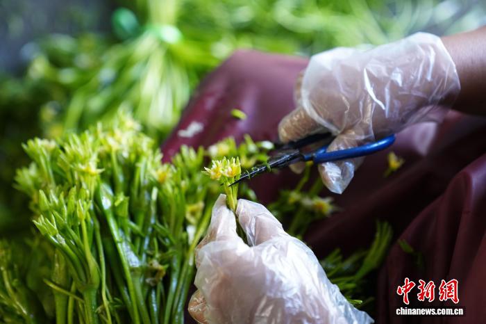 海菜花が「水質指標」から「経済作物」へ　雲南省洱源