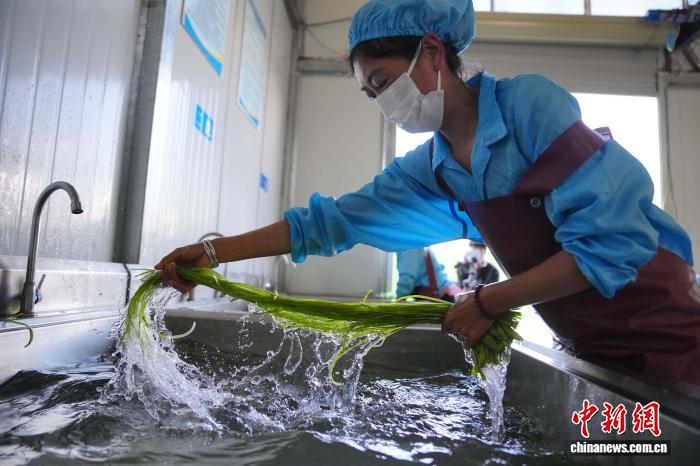 海菜花が「水質指標」から「経済作物」へ　雲南省洱源