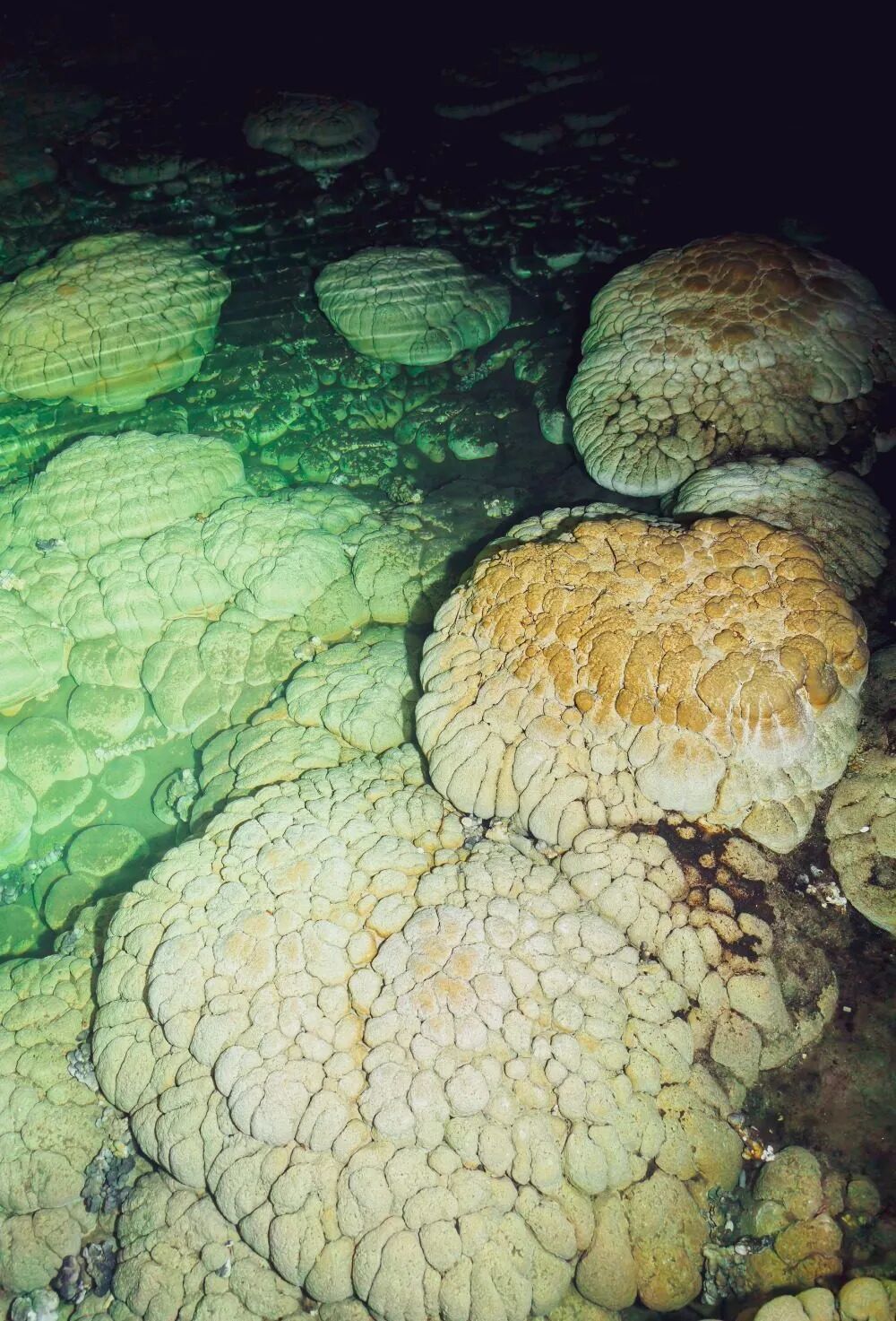 重慶で非常に珍しい鐘乳洞が発見！石膏の結晶群やパンダの骨を確認
