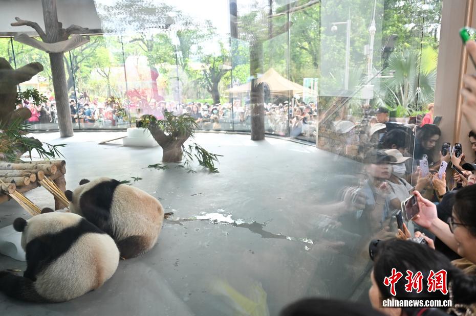 広州動物園のジャイアントパンダ新館が開館　「久久」と「友友」公開　広東省