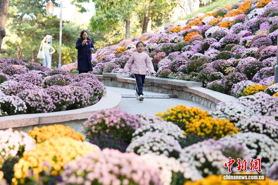 満開を迎えた日壇公園の菊の花が観光客を魅了　北京