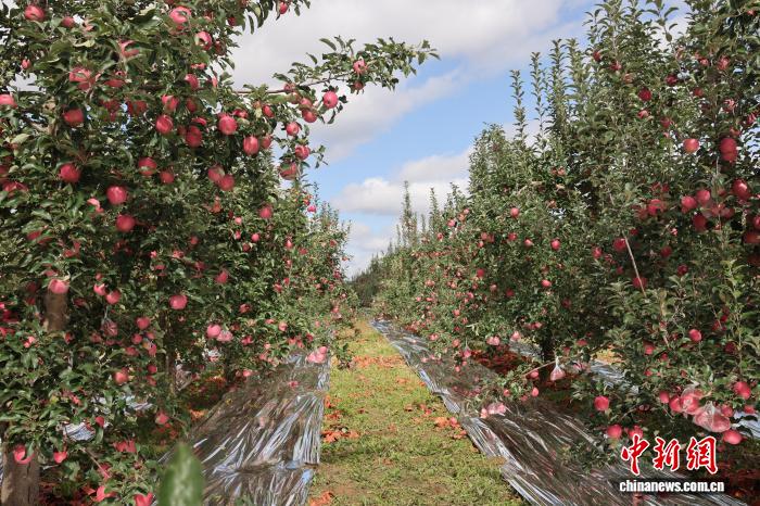黄土高原でたわわに実る「真っ赤なリンゴ」栽培面積13万ムー