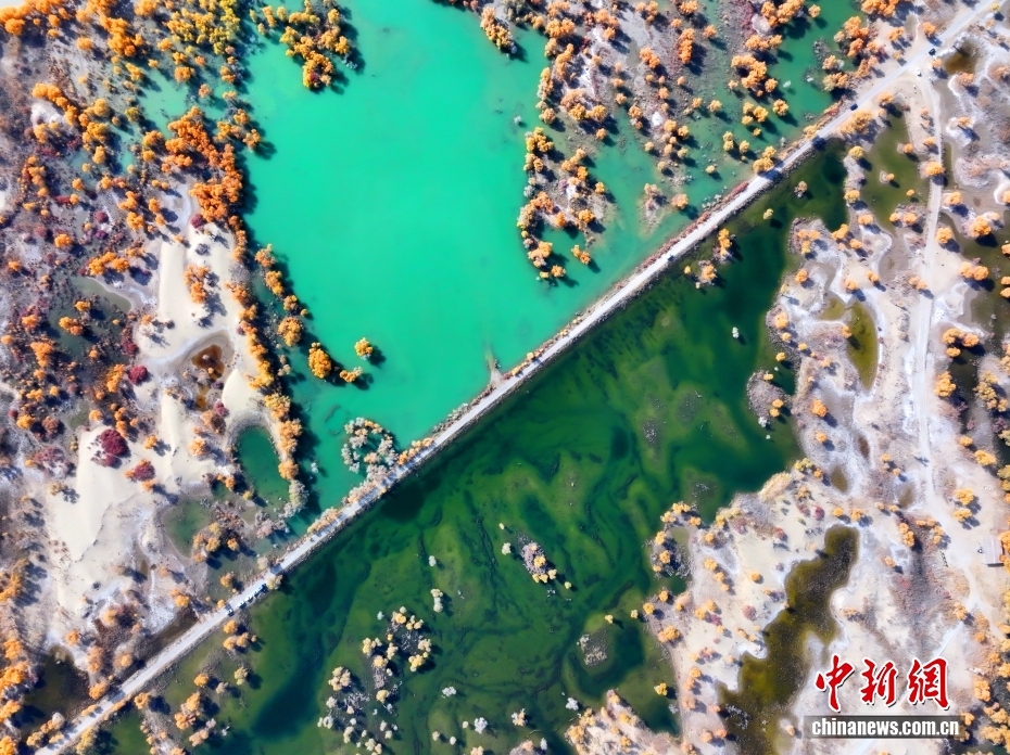 黄金色に染まったコトカケヤナギ林　新疆・尉犁県