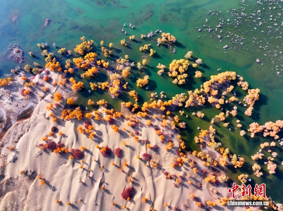 黄金色に染まったコトカケヤナギ林　新疆・尉犁県