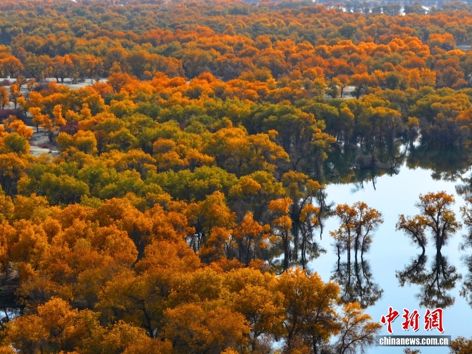 黄金色に染まったコトカケヤナギ林　新疆・尉犁県