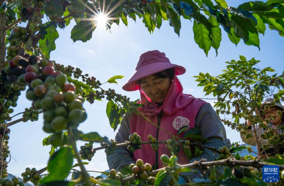 コーヒーの収穫シーズンが到来 雲南省保山
