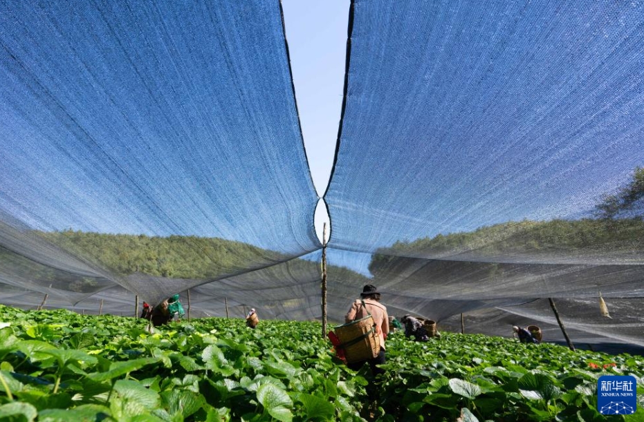 ワサビ栽培で農家の増収をバックアップ　雲南省保山市