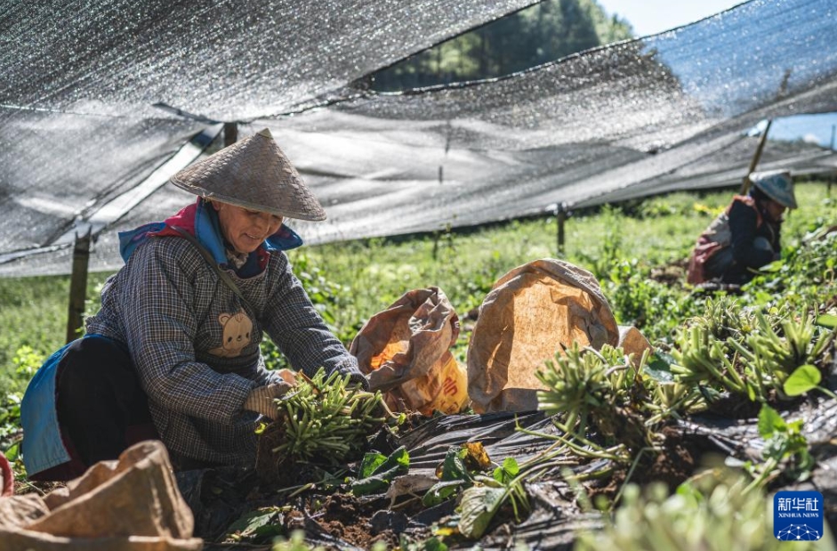 ワサビ栽培で農家の増収をバックアップ　雲南省保山市