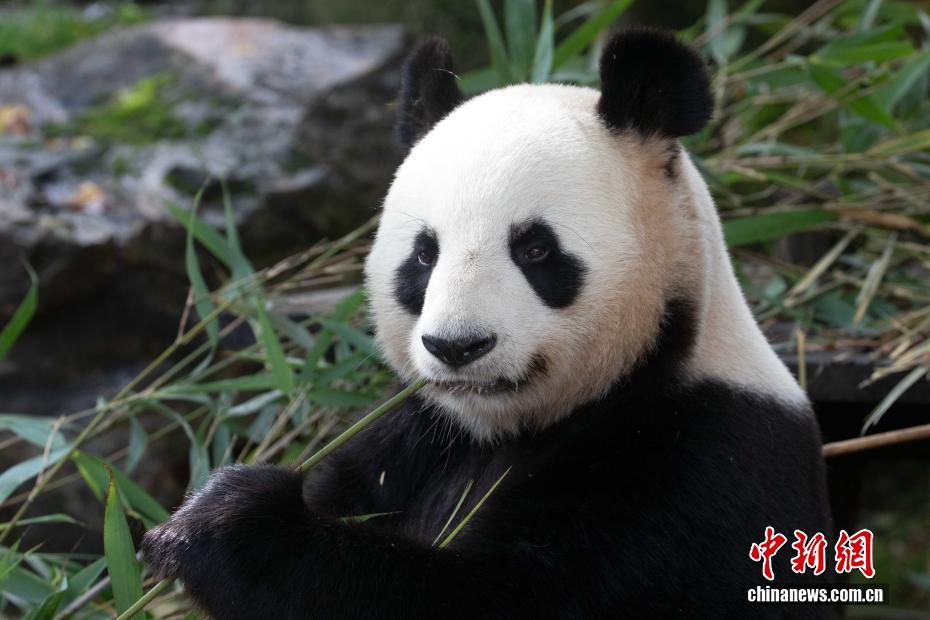 仏・ボーヴァル動物園のパンダ「歓歓」と「圓仔」が無事帰国