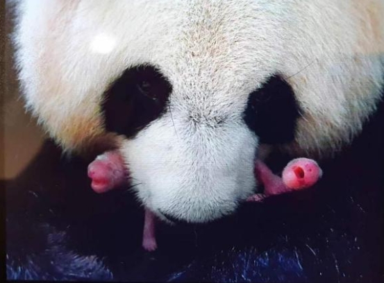 仏・ボーヴァル動物園のパンダ「歓歓」と「圓仔」が無事帰国