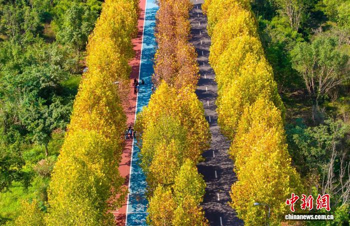 長江上流最大の中州・広陽島に広がる金色の絵巻　重慶