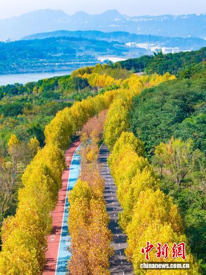 長江上流最大の中州・広陽島に広がる金色の絵巻　重慶