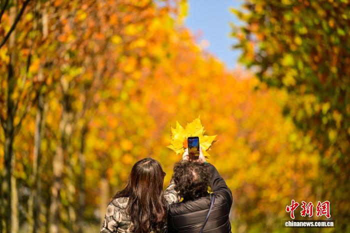 長江上流最大の中州・広陽島に広がる金色の絵巻　重慶