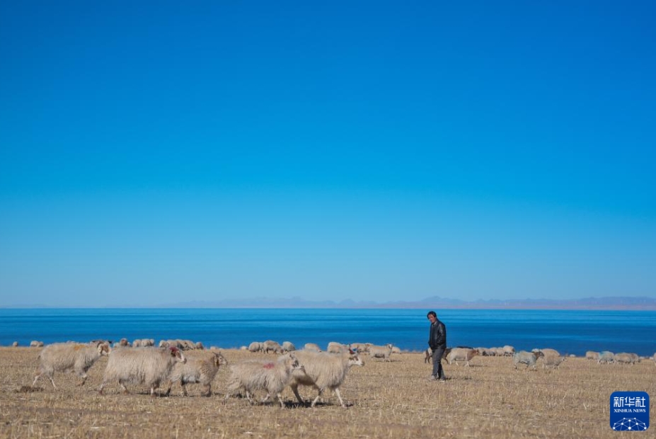 青海湖の湖畔に広がる冬の放牧の景色　青海省