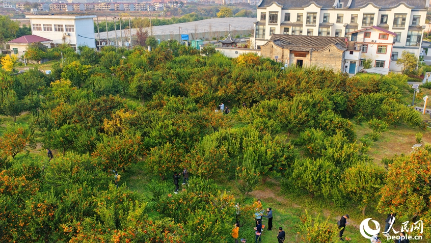 ミカン狩りを楽しむ観光客　江西省南豊