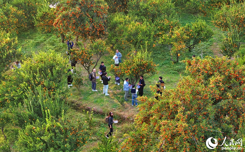 ミカン狩りを楽しむ観光客　江西省南豊