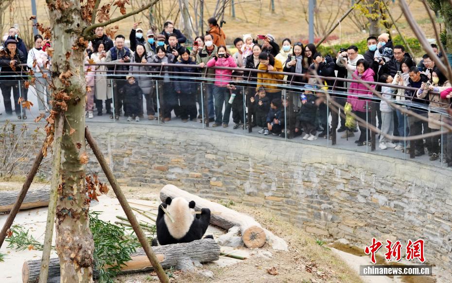 綿陽中華大熊猫苑を訪ねて　四川省