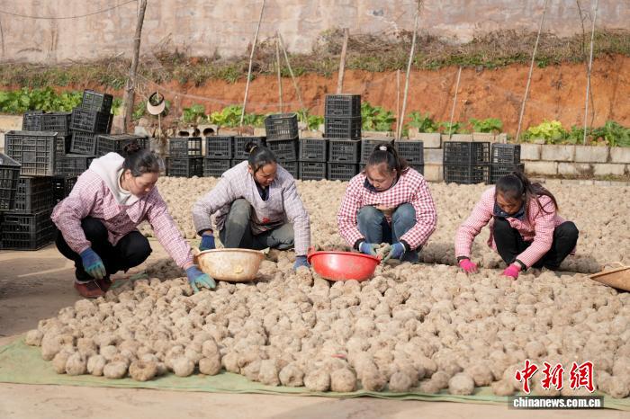 現地住民の増収を効果的に支援するこんにゃく栽培　貴州省威寧
