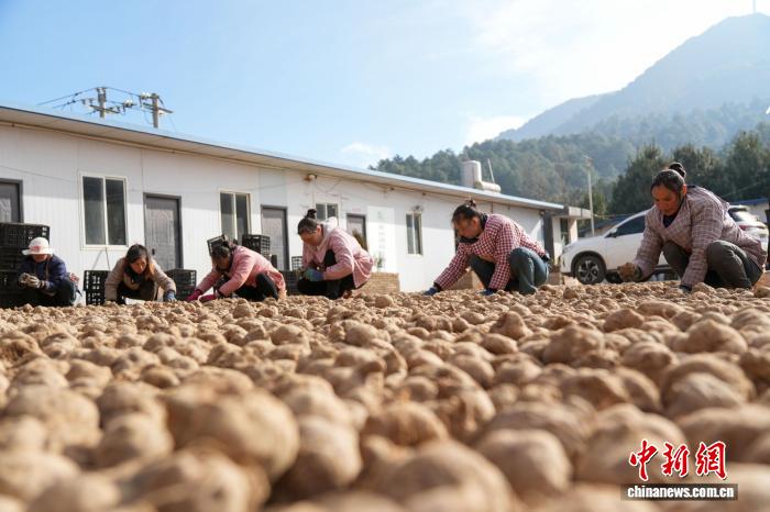 現地住民の増収を効果的に支援するこんにゃく栽培　貴州省威寧