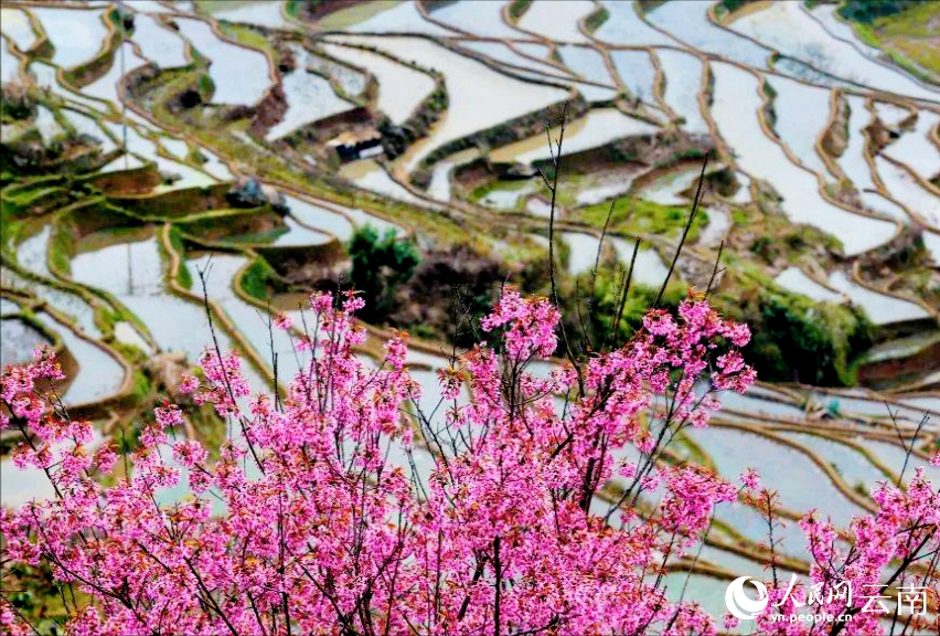 新年を迎えた棚田を彩る冬桜　雲南省紅河