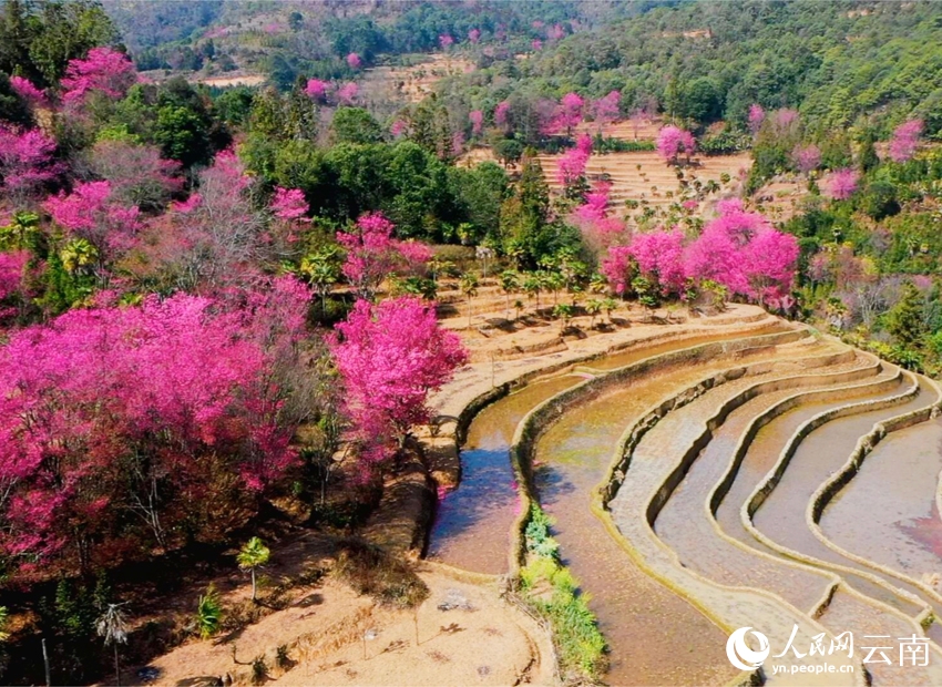 新年を迎えた棚田を彩る冬桜　雲南省紅河