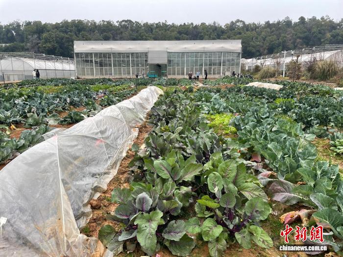 華中農業大学の学生が自分たちで育てている野菜（撮影・馬芙蓉）。