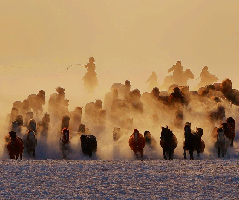 冬の烏蘭布統草原で馬が疾走する圧巻の光景　内蒙古