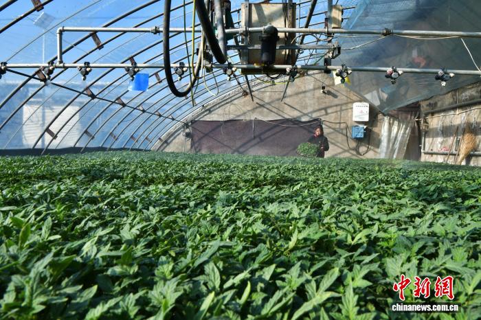 「大寒」迎え、農作業に勤しむ河北省の人々