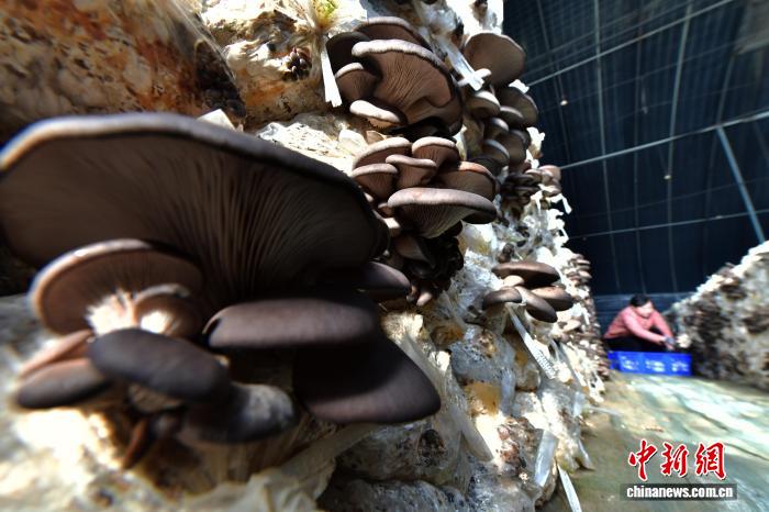 「大寒」迎え、農作業に勤しむ河北省の人々