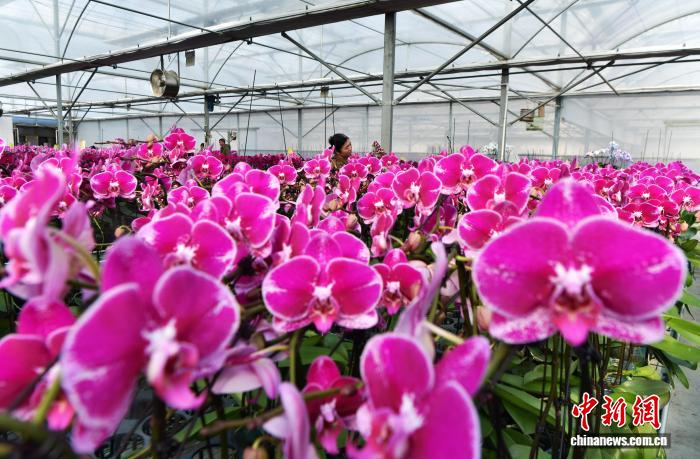 「大寒」迎え、農作業に勤しむ河北省の人々