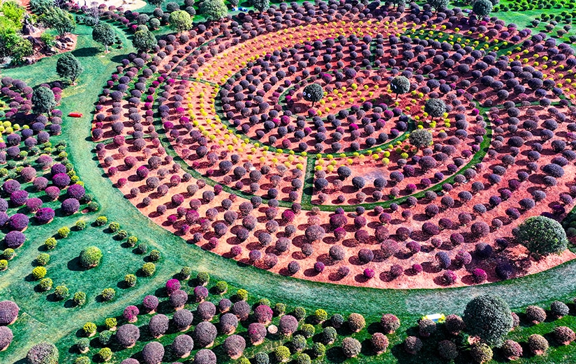 球状の植物が並ぶユニークで可愛い「球球園」　雲南省弥勒