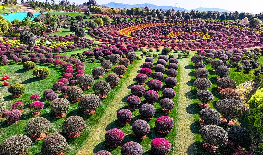 球状の植物が並ぶユニークで可愛い「球球園」　雲南省弥勒