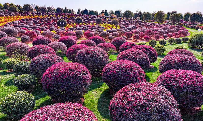 球状の植物が並ぶユニークで可愛い「球球園」　雲南省弥勒