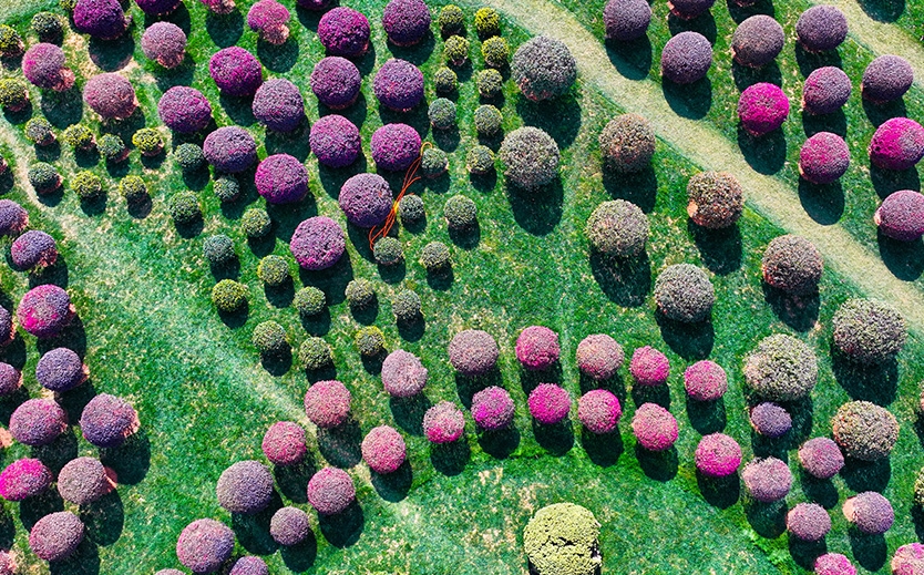 球状の植物が並ぶユニークで可愛い「球球園」　雲南省弥勒