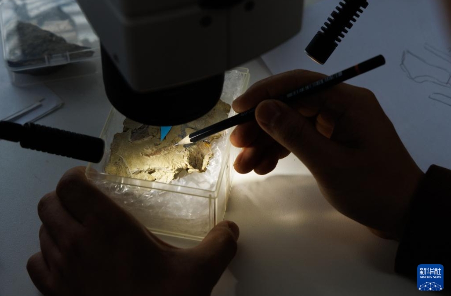 中国科学院古脊椎動物・古人類研究所で重慶始骨魚の化石の研究を進める様子（3月3日撮影・金立旺）。