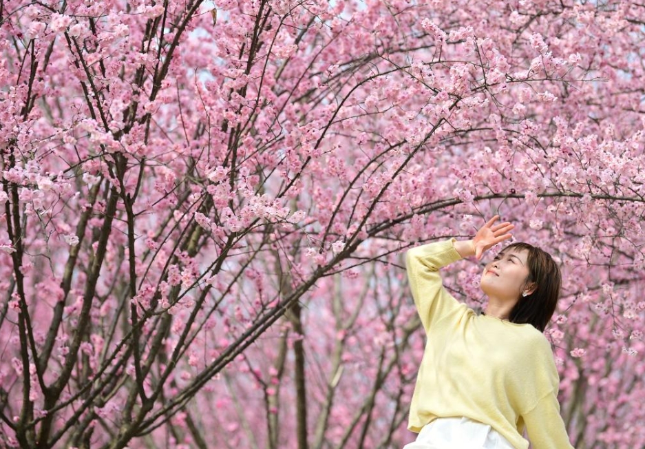見頃を迎えた春を彩る梅の花　陝西省西安市鄠邑
