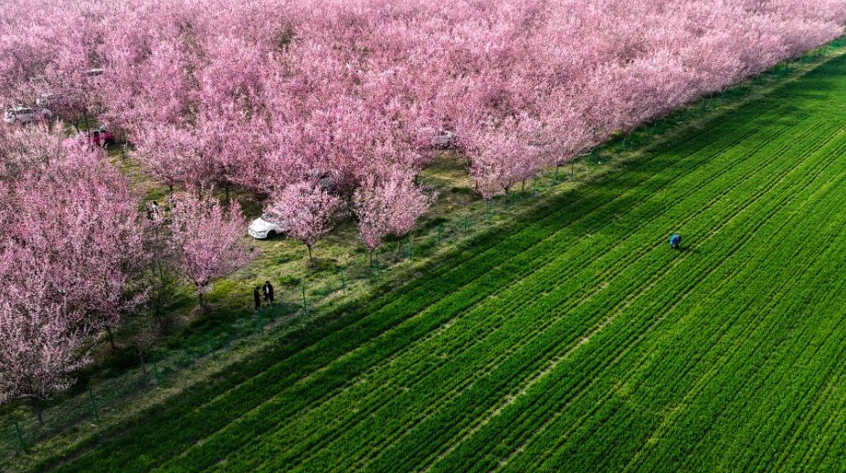見頃を迎えた春を彩る梅の花　陝西省西安市鄠邑