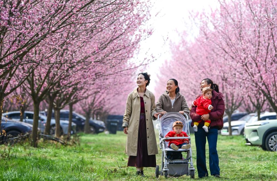 見頃を迎えた春を彩る梅の花　陝西省西安市鄠邑