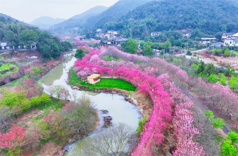 約5000本の桜が見頃迎えた湖南省湘潭市七星村