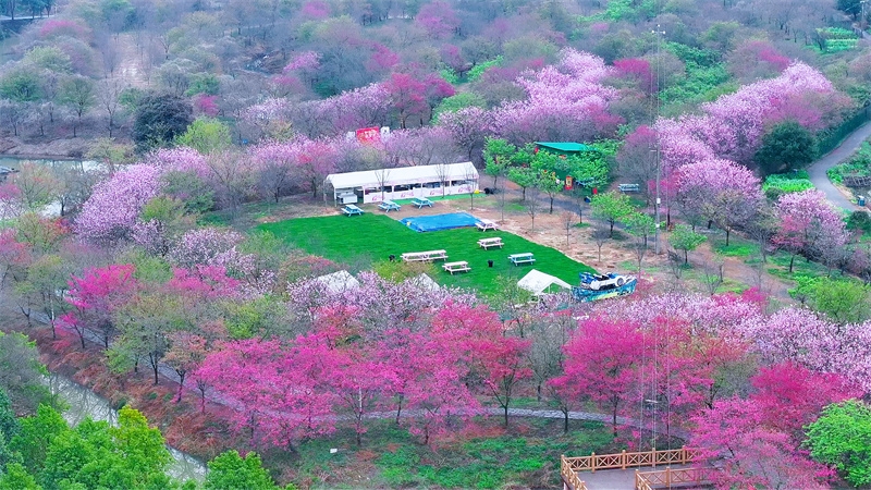 約5000本の桜が見頃迎えた湖南省湘潭市七星村