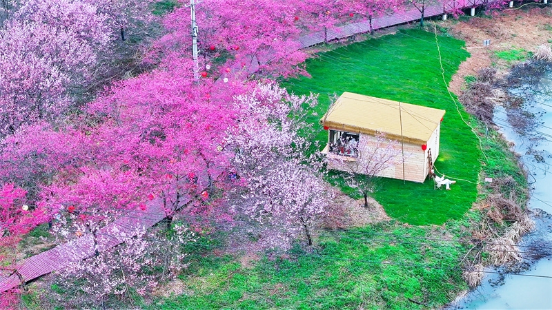 約5000本の桜が見頃迎えた湖南省湘潭市七星村