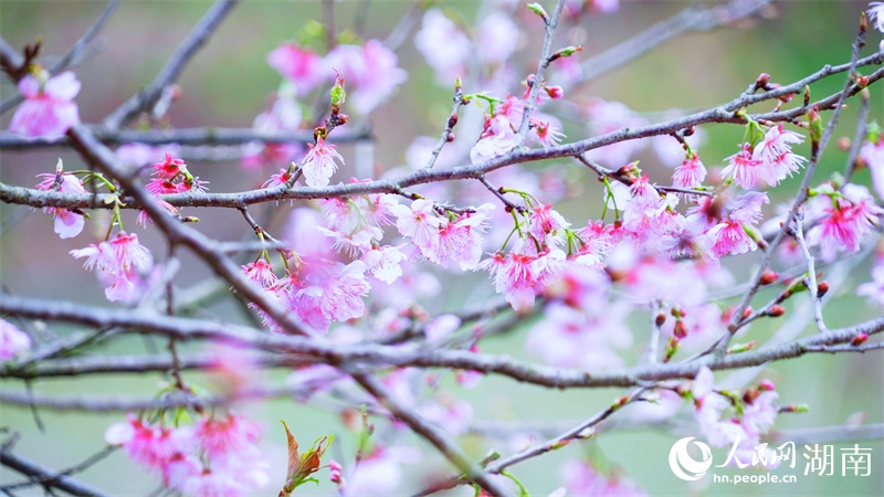 約5000本の桜が見頃迎えた湖南省湘潭市七星村