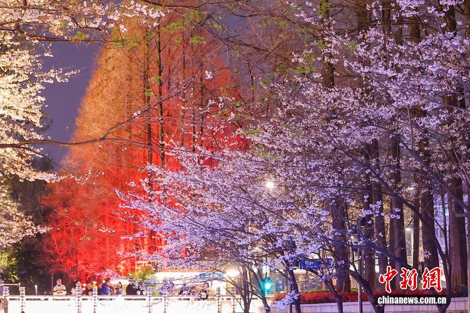 都市の川辺を彩る夜桜　江蘇省南京
