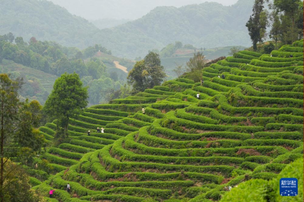 清明節連休は野山に出かけて春の景色を楽しもう