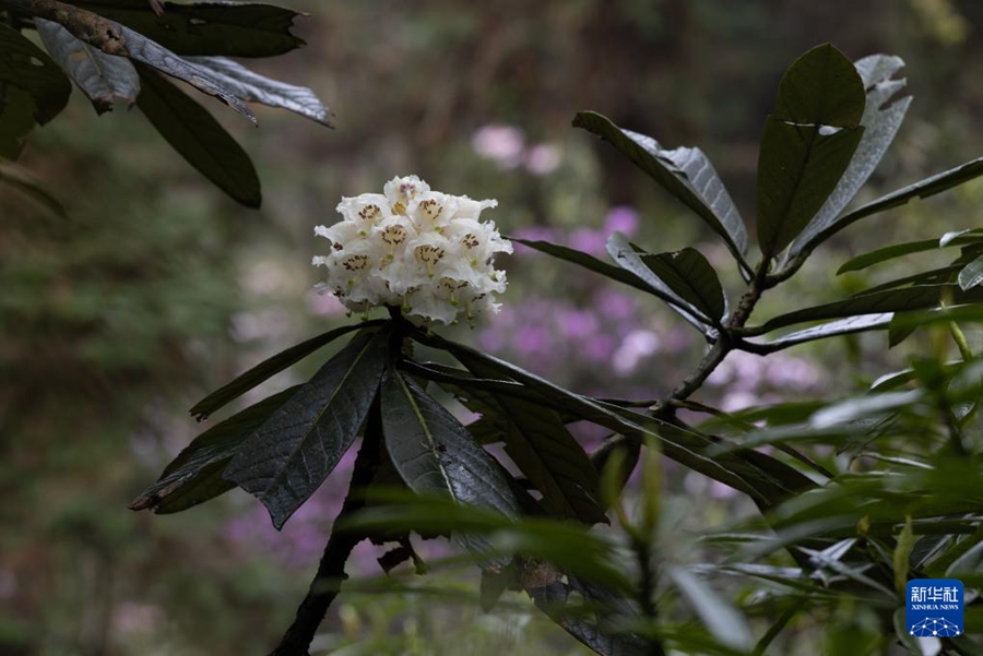 29年間人工育成された貴重な高山シャクナゲが初めて開花　四川省都江堰