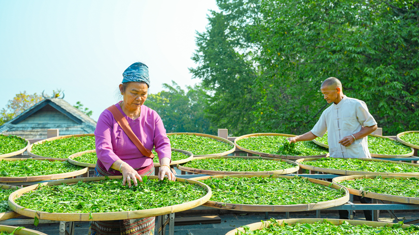 景邁山の豊かな春、茶摘みの最盛期を迎えた世界遺産の地　雲南省