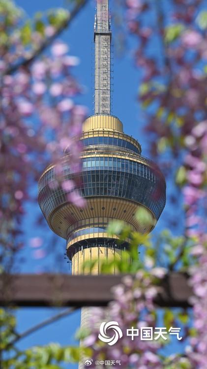 玉淵潭公園で見頃を迎えたフジの花　北京