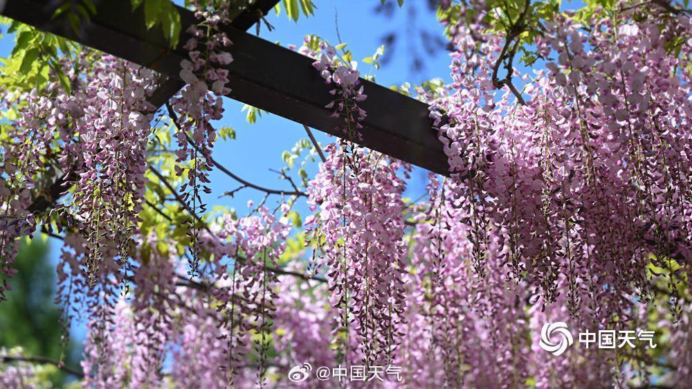玉淵潭公園で見頃を迎えたフジの花　北京