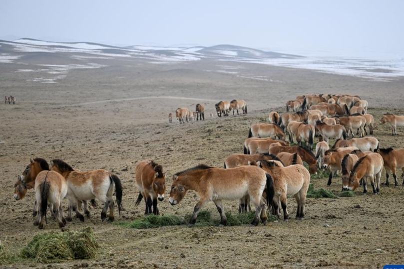 モウコノウマ30頭が野生復帰に成功　新疆
