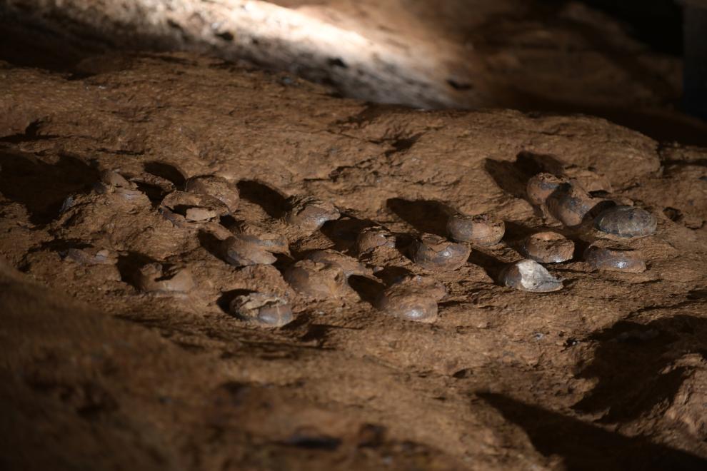 ナノ防護コーティングが施された恐竜卵化石。（撮影・趙璧）